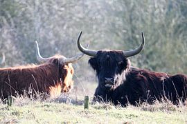 Natur, Kühe, Schottische Hochlandbewohner von Angela van den Berg