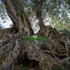 In the shade of the olive tree by Adriana Mueller