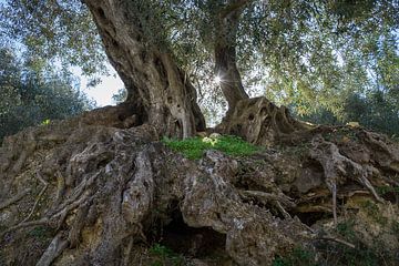 In the shade of the olive tree