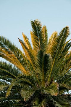 Feuilles de palmier vertes dans la lumière dorée du soleil I Barcelone, Espagne I Été sur la côte mé