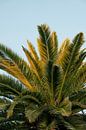 Groene palmbladeren in het gouden zonlicht I Barcelona, Spanje I Zomer aan de Middellandse Zee I Rei van Floris Trapman thumbnail