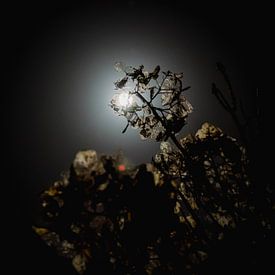 Dark Hydrangea In Moonlight by Martijn Wit