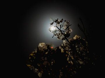 Hortensia foncé au clair de lune sur Martijn Wit
