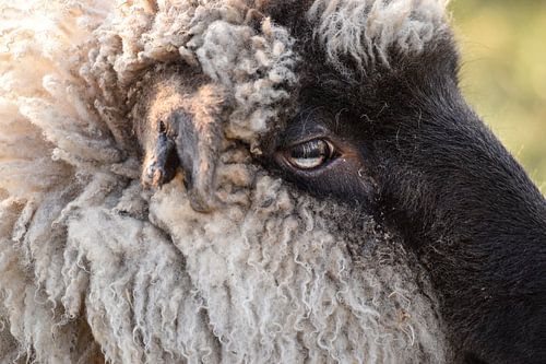 The sheep and its eyes