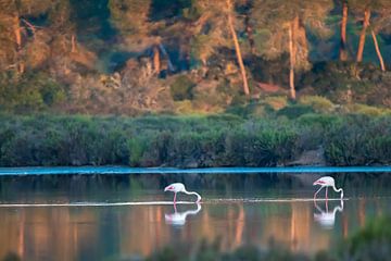 Flamants roses à Majorque sur t.ART