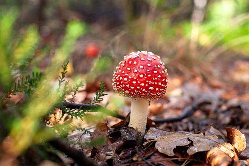 Red fly agaric between autumn leaves
