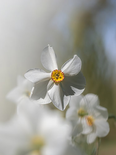 Blumenpracht