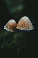 Zwei mit Raureif überzogene Pilze