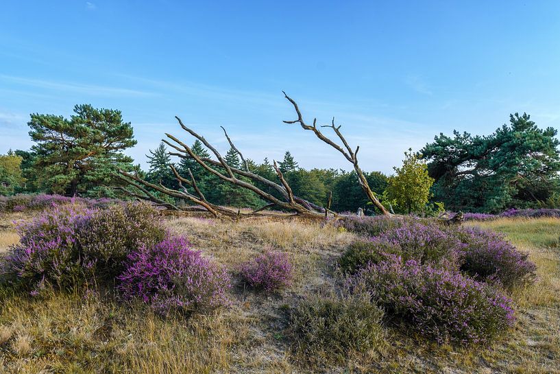 kleurenpracht van snippefotografie