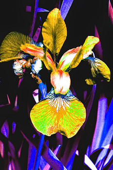 blauwe leliebloem