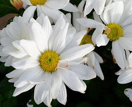 witte bloemen van Artisticcreationsbyramona