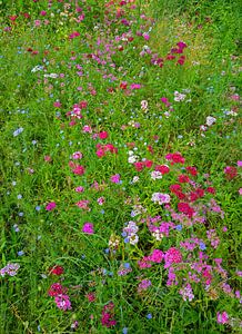 Blumenwiese