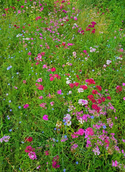 Blumenwiese von Leopold Brix