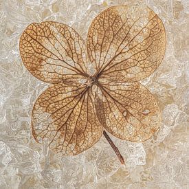 Still life in brown and gold tones: The Hydrangea Leaf