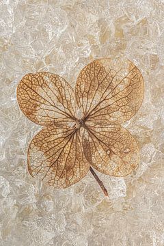 Still life in brown and gold tones: The Hydrangea Leaf by Marjolijn van den Berg