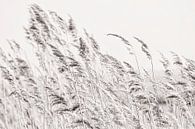 Reed plumes in the wind by Anouschka Hendriks thumbnail