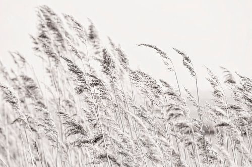 Reed plumes in the wind