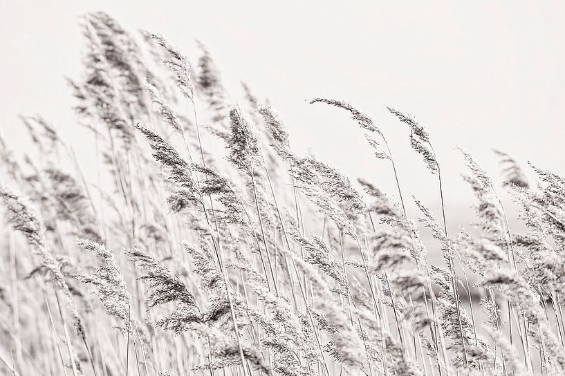 Reed plumes in the wind by Anouschka Hendriks