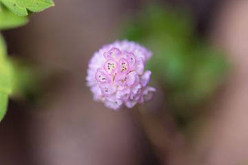 mini roze bloempje van Tania Perneel