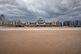Veel aangespoelde mossels op het strand scheveningen