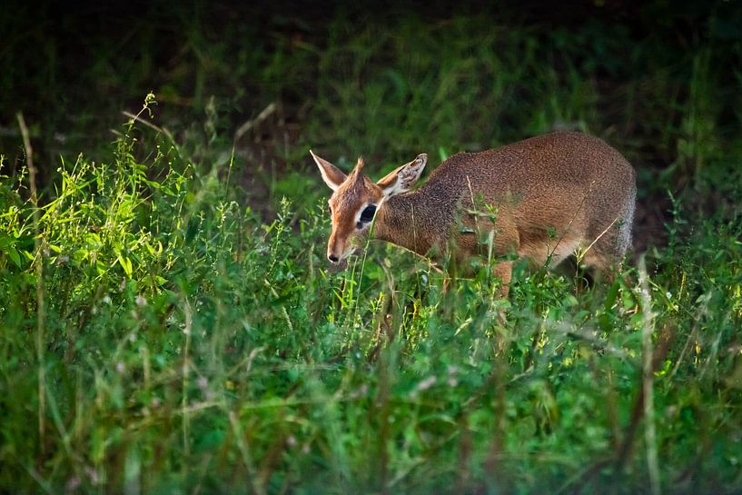 der Süße unter den Grünen. Kirk's Dik-Dik - ist eine kleine, in Ostafrika heimische Antilope auf grü von Michael Semenov