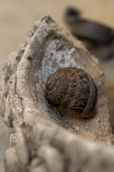 Stillleben Schneckenhaus auf einer Scherbe eines Topfes von Aan Kant