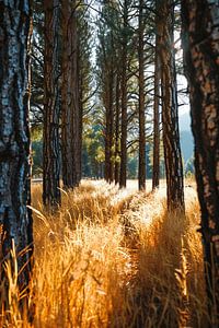 Spaziergang im Wald