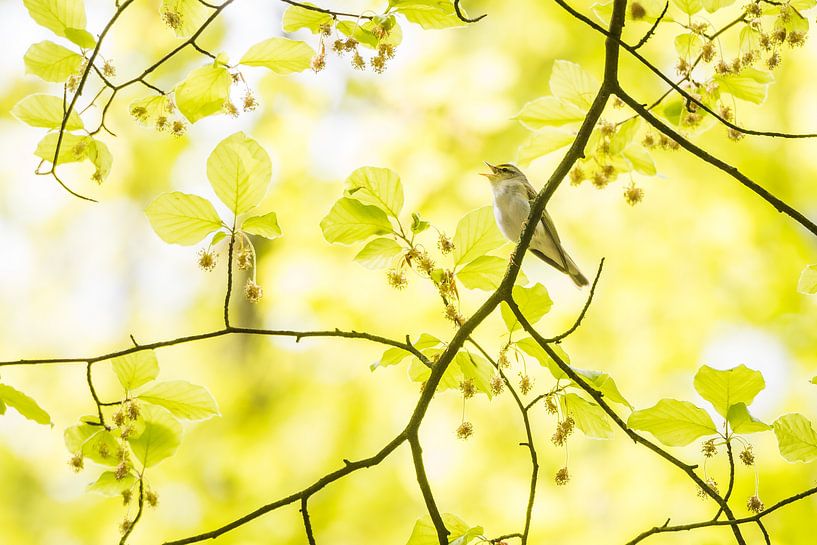 Whistling whistler by Danny Slijfer Natuurfotografie