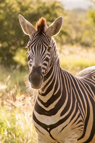 Zebra-Portrait