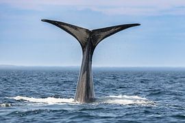 Schwanz eines Pottwals von Menno Schaefer