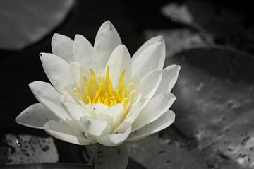 yellow by Carolien Lichtendonk