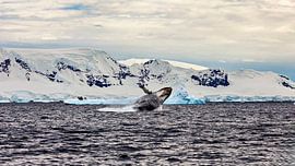 Humpback whales in the Antarctic by Roland Brack