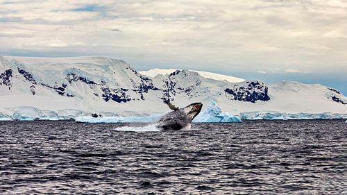 Bultruggen op Antarctica