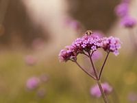 kleine Biene