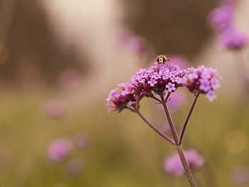petite abeille