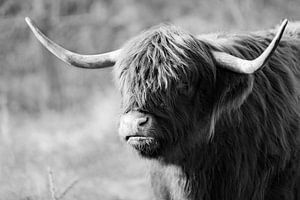 The Scottish Highlander by Michael Fousert