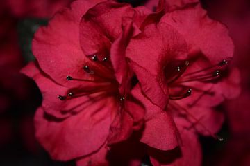 Fuchsia azalea flowers by Breezy Photography and Design