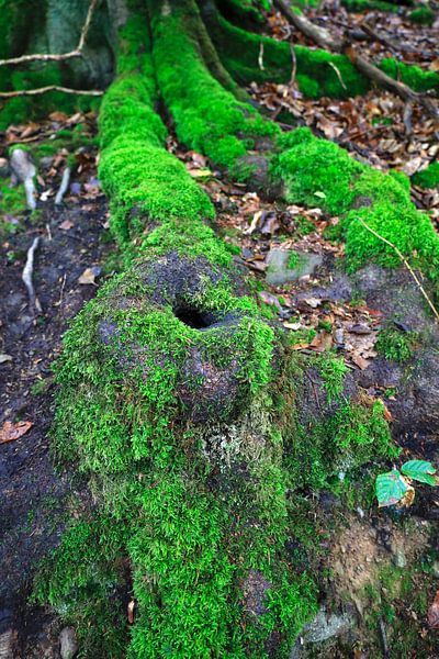 Wild and romantic Kellerwald by Thomas Jäger