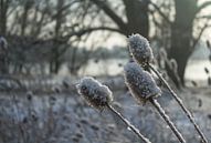 Sneeuw, zon en bloemen von Michel Vedder Photography Miniaturansicht