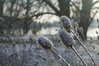 Sneeuw, zon en bloemen