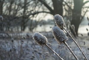 Sneeuw, zon en bloemen sur Michel Vedder Photography