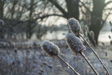 Sneeuw, zon en bloemen van Michel Vedder Photography
