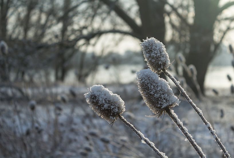 Sneeuw, zon en bloemen par Michel Vedder Photography