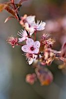 Pink blossoms