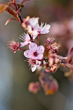 Roze bloesems van Lindy Schenk-Smit