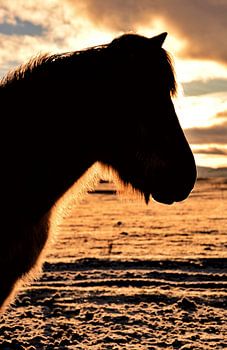 Silhouette van een IJslands paard in de winter