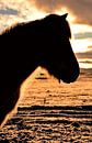Silhouette van een IJslands paard in de winter van Elisa in Iceland thumbnail