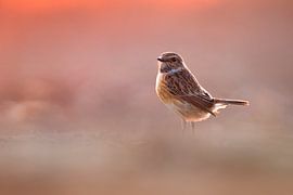 Wintering male European Stonechat (Saxicola rubicola)