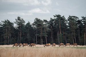 Majestätische Begegnungen: Rothirsche im verzauberten Wald der Veluwe von Femke Ketelaar