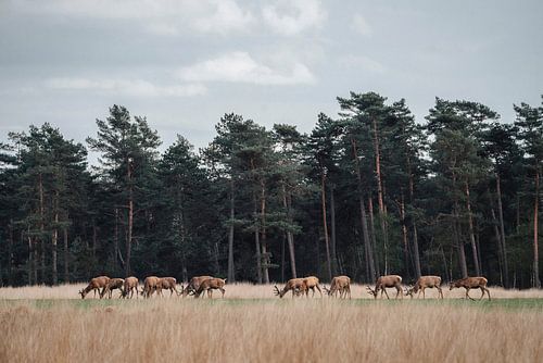 Majestueuze Ontmoetingen: Edelherten die Zwerven door het Betoverende Bos van de Veluwe